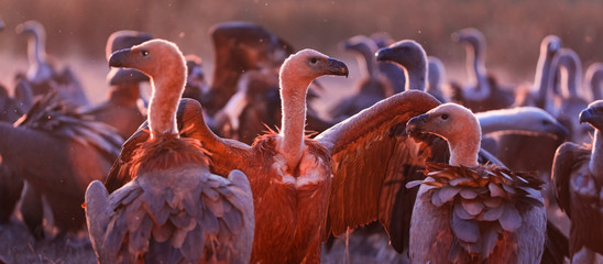 Griffon vulture - BUITRE LEONADO, (Gyps fulvus), Vultures in the Sierra de San Pedro, Cáceres, Extremadura, Spain, Europe