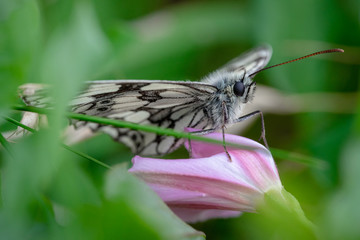 Marbled White Butterfly Close up shot at eye level.