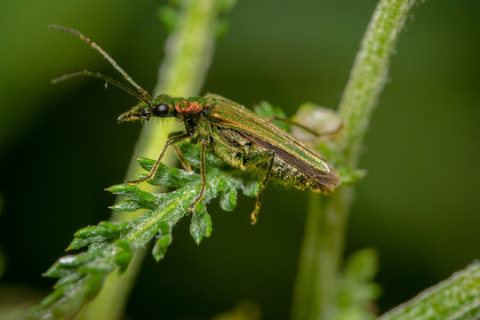 Oedemera Lurida Beetle macro shot on a blade of grass