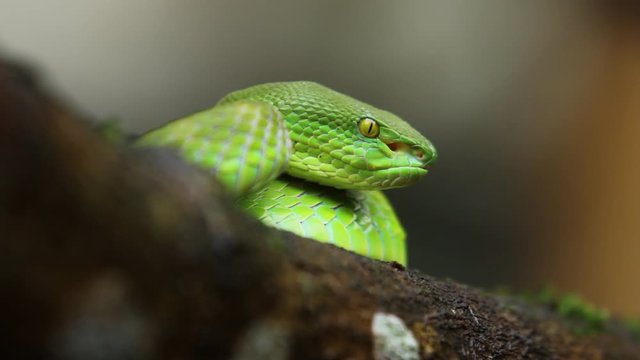 Snake White-Lipped Green tree Pit Viper (Trimeresurus albolabris) is a venomous pit viper species endemic to Southeast Asia.