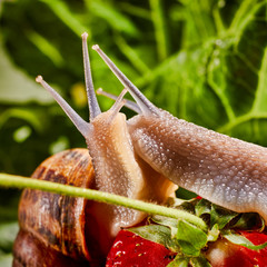 Snail Muller gliding on the wet leaves. Large white mollusk snails with brown striped shell, crawling on vegetables. Helix pomatia, Burgundy, Roman, escargot. Caviar. Kisses of snails in strawberries.