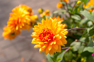 Orange Dahlias