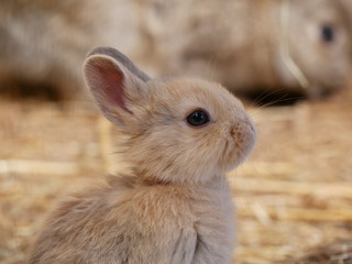Baby Kaninchen