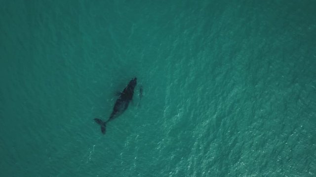 Aerial drone footage close up of mother humpback whale with calf lying off tropical island / madagascar sainte marie