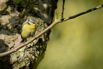 Blue tit sitting on a tree branch