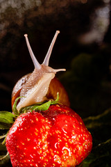 Snail Muller gliding on the wet leaves. Large white mollusk snails with brown striped shell,...