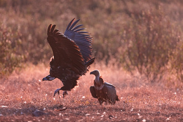 Black vulture, monk vulture, or Eurasian black vulture (Aegypius monachus), Vultures in the Sierra...