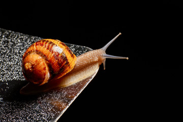 Snail Muller gliding on the wet leaves. Large white mollusk snails with brown striped shell, crawling on vegetables. Helix pomatia, Burgundy, Roman, escargot. Caviar. Kisses of snails.