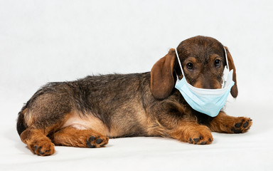 Wire-haired dachshund in a protective face mask. Medical face shield