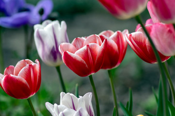 Fototapeta premium Fresh flowering tulips in springtime garden, beautiful early tulipa gesneriana flowers in bloom, various colors, flowers bunch
