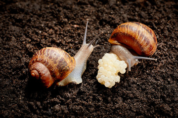Snail Muller gliding on the wet leaves. Large white mollusk snails with brown striped shell, crawling on vegetables. Helix pomatia, Burgundy, Roman, escargot. Сaviar of snails. Reproduction