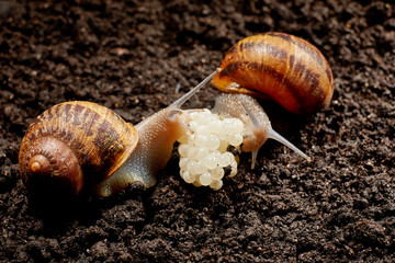 Snail Muller gliding on the wet leaves. Large white mollusk snails with brown striped shell, crawling on vegetables. Helix pomatia, Burgundy, Roman, escargot. Сaviar of snails. Reproduction