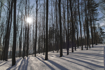 Panorama z widokiem na góry, drzewa z pięknym światłem © Tomasz