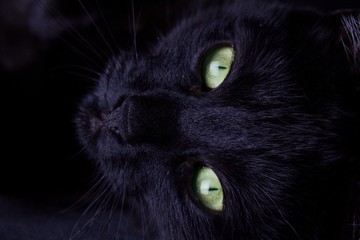 A black cat with green eyes looks into the camera lens.Cute male tomcat looking into the lens and showing each whisker.