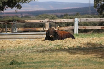Obraz premium Bull in spain in the green field