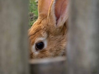 Kaninchen hinterm Zaun