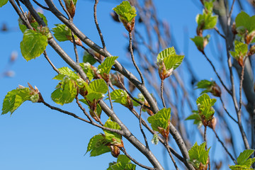 Junge Blätter der Rotbuche , Fagus sylvatica, im Frühling