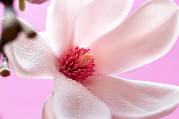 Wet blooming fresh magnolia close up. Spring flower macro abstract