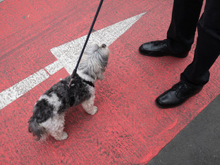 small grey and white spotted dog stands on a red ground and looks up to his master, from whom you can only see legs and feet