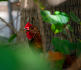 Fototapeta premium gallo
