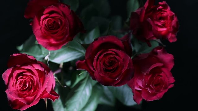 close-up five fresh red roses tremble with gusts of wind on black background, concept of greeting,  wedding, love and celebration of March 8