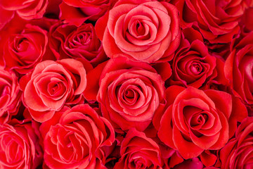 Closeup of delicate magnificent red roses