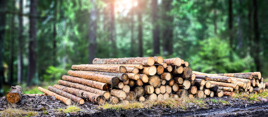 Log trunks pile, the logging timber forest wood industry. Wide banner or panorama wooden trunks