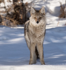 Coyote in Snow in Jasper Canada 