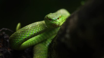 The White-lipped Pit Viper is a venomous pit viper endemic to Southeast Asia and is often found during the night waiting on a branch or limb of a tree near a body of water with plenty of food items.