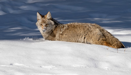 Coyote in Snow in Jasper Canada 