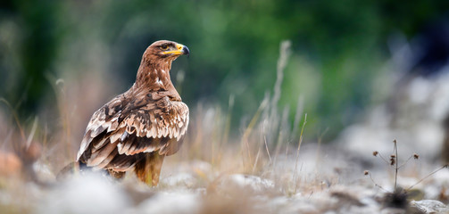 Steppe Eagle, Aquila nipalensis, sitting on stone in natural habitat.