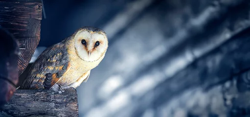 Foto op Aluminium Beautiful barn owl sitting on old wood. © Milan