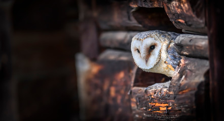 Beautiful barn owl sitting on old wood.