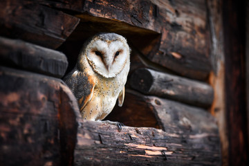 Beautiful barn owl sitting on old wood.