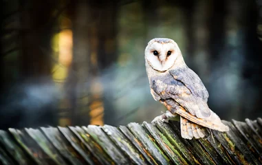 Selbstklebende Fototapeten Beautiful barn owl bird  in natural habitat sitting on old wooden roof © Milan