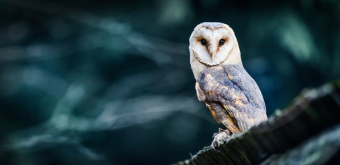 Beautiful barn owl bird  in natural habitat sitting on old wooden roof - Powered by Adobe