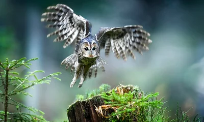 Foto auf Acrylglas Waldkauz oder Waldkauz im tiefen Wald (Strix aluco). Aktionsfoto fliegen. Hintergrund defokussieren. © Milan
