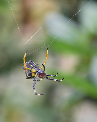 Spider juggling his spider web