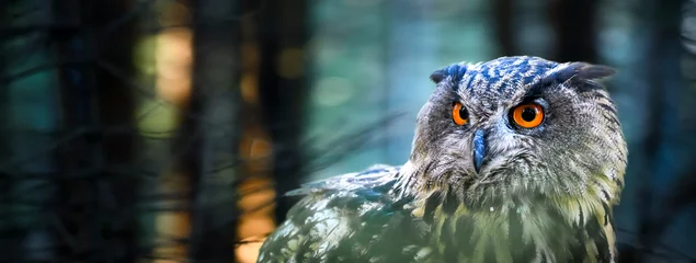 Foto op Plexiglas Eurasian Eagle-Owl head detail and orange eyes in dark magic forest. (Bubo bubo). Wide banner or panorama photo. © Milan