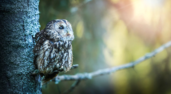 Tawny owl or brown owl id deep forest (Strix aluco). Fly action photo. Defocus background