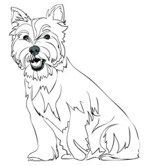 West HIghland White Terrier