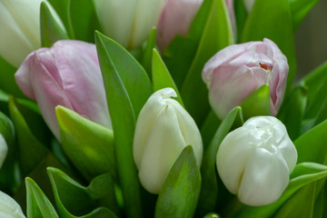 Close-up Still life Bouquet of white and pink unblown tulips, selective focus
