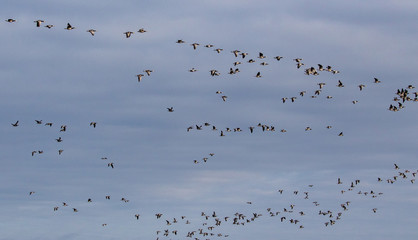 Flock with Barnacle Goose Branta leucopsis flying over Southeastern Oland, Sweden.