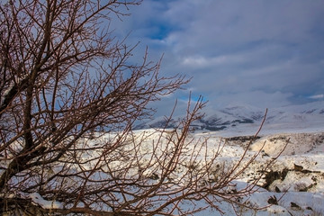 beautiful winter tree