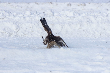 Petropavlovsk, Kazakhstan - February 20, 2020: Kazakhstan, national clothes of a hunter with a bird. Men with hunting birds in the winter on the street.