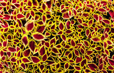Variegated red and yellow natural foliage pattern background. Perfect natural backdrop for your design. Flat lay style.