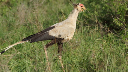 Beautiful and weird bird in Kenya, wildlife in Africa.