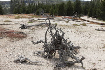 dying tree in sulfur fields