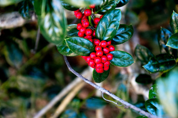 A holly bush with bright red berries and dark green leaves