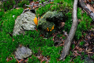 Ekologia środowisko tło zielony mech porost pomarańczowy grzyb kamienie gałążrosnący w lesie - obrazy, fototapety, plakaty